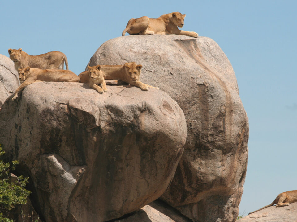 Moru Kopjes Central Serengeti Tanzania