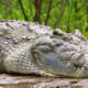 Photographing Nile Crocodiles in Murchison Falls National Park