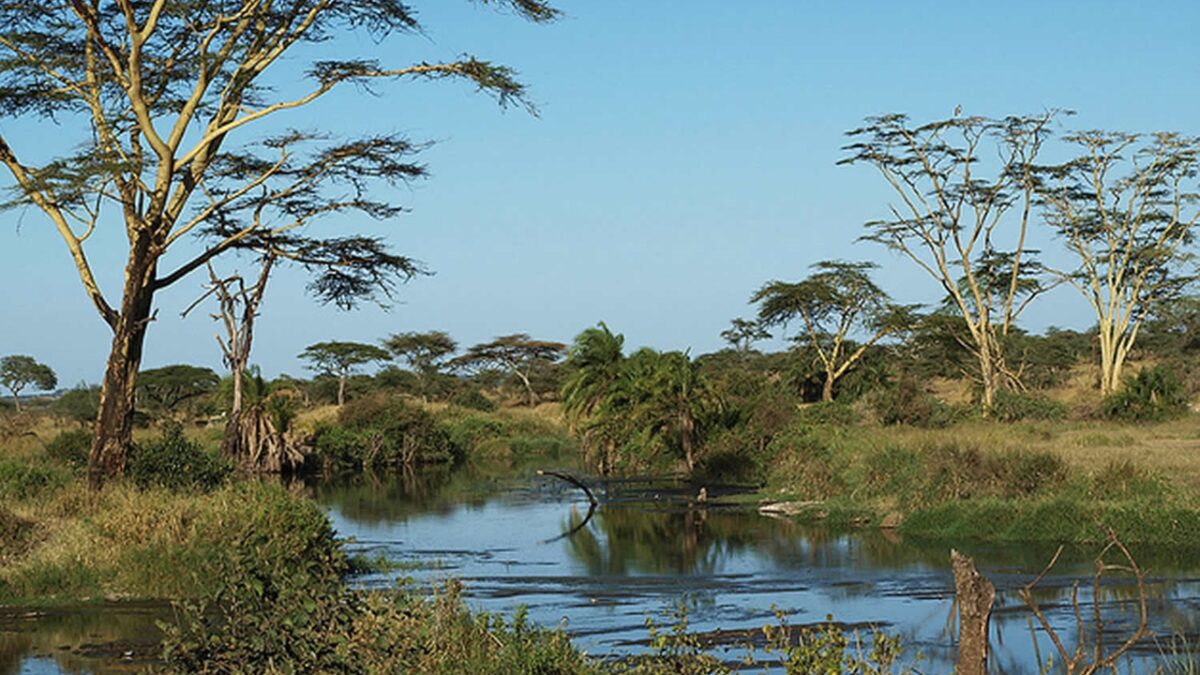 Seronera River Serengeti Tanzania