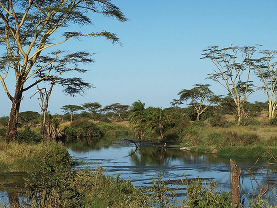 Seronera River Serengeti Tanzania