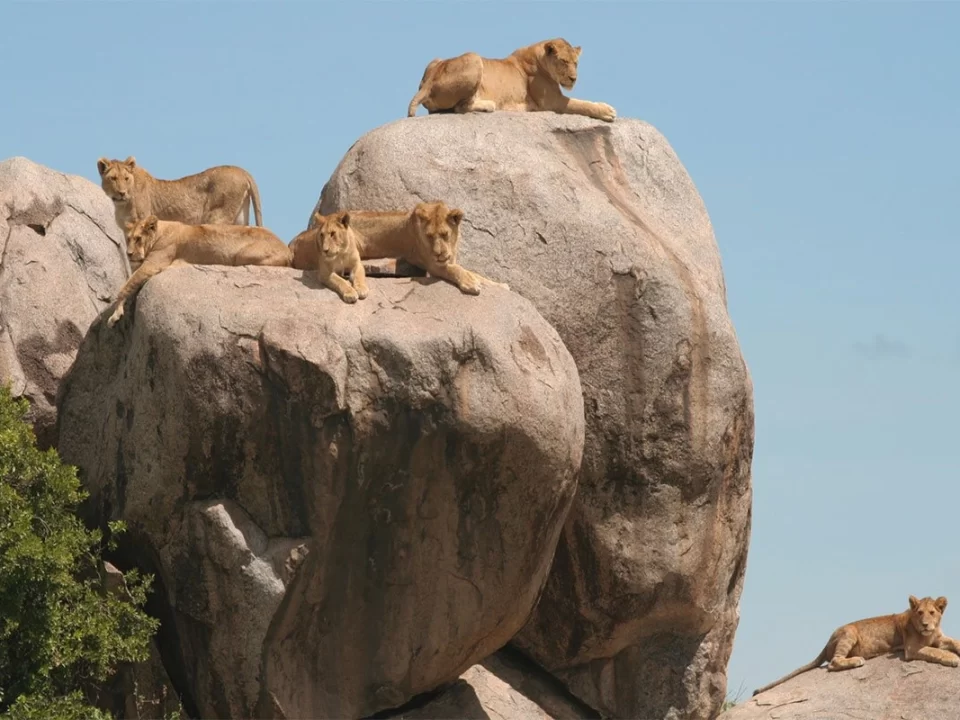 Simba Kopjes Serengeti Tanzania