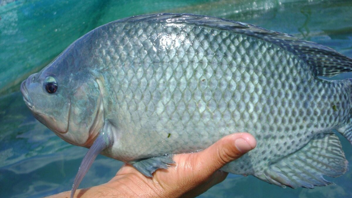 Tilapia fish in Africa