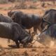 Wildebeest Rutting Season in Serengeti - 5-Day Wildebeest Rutting Season Safari in Tanzania Tanzania