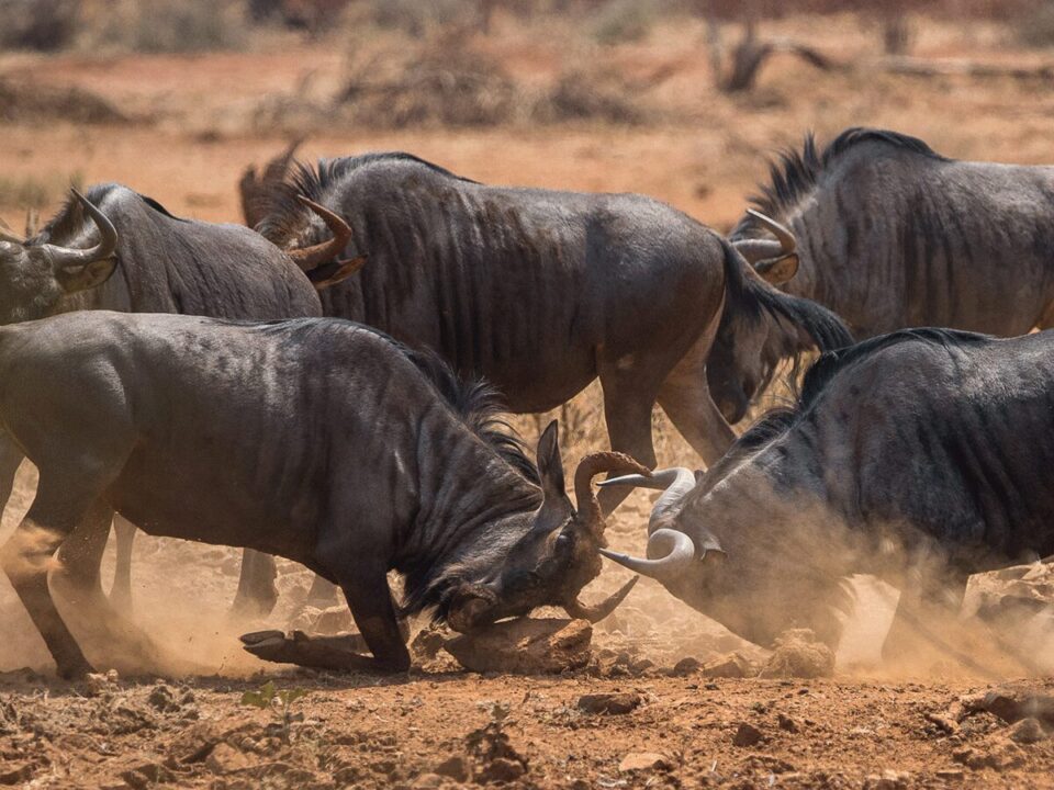 Wildebeest Rutting Season in Serengeti - 5-Day Wildebeest Rutting Season Safari in Tanzania Tanzania