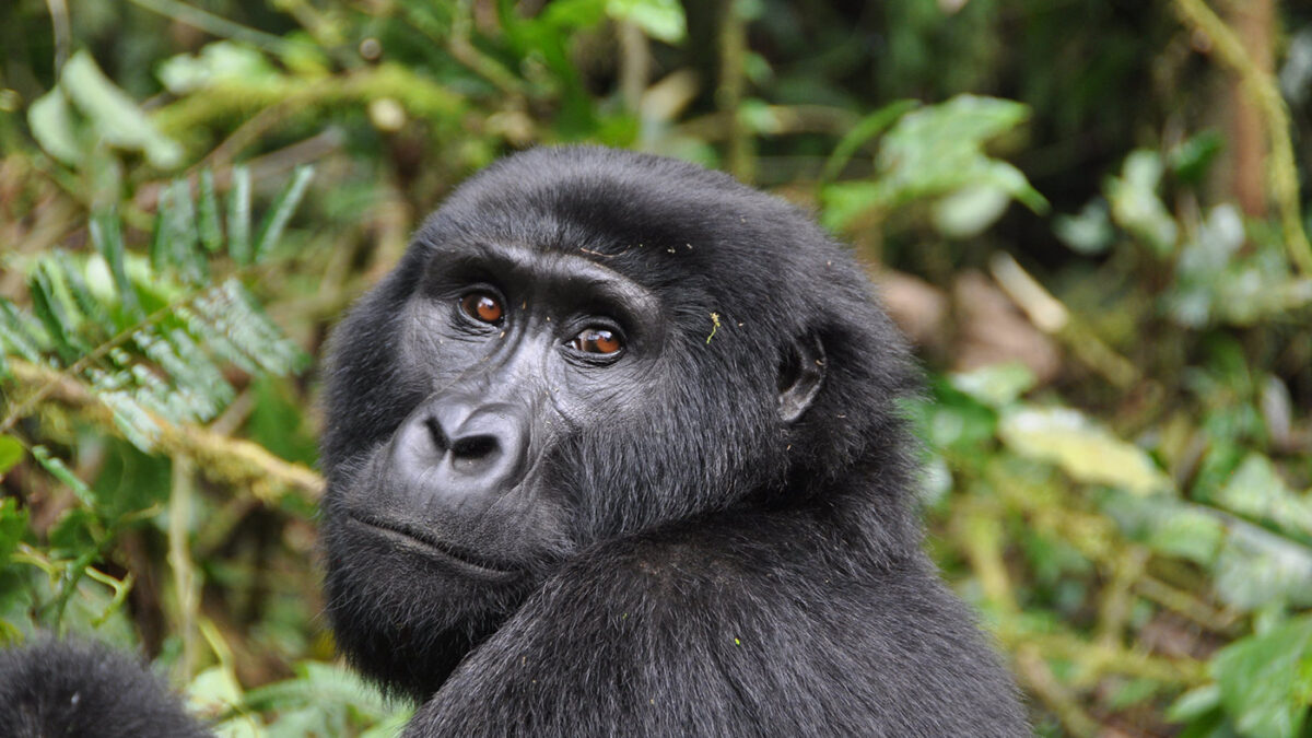 2-Day Uganda Budget Gorilla Safari from Kigali - 21-Day Budget Uganda Wildlife Safari, Gorillas and Chimpanzees - Uganda Safari in January - Pocket friendly Gorilla Tracking Safaris in Uganda - Fly to Kisoro & Trek Gorillas in Nkuringo Sector