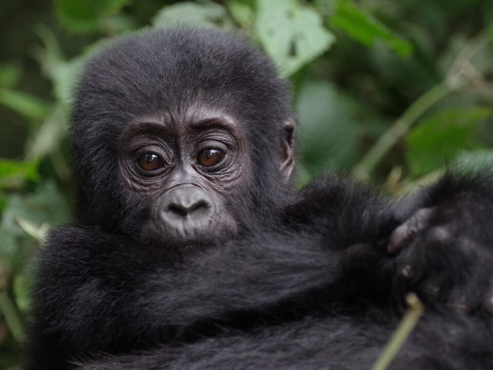 3-Day Off-Season Gorilla Tracking Safari