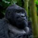 3 Days fly from Entebbe to Bwindi for Gorillas - Gorilla Trekking Expeditions
