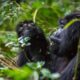 Best Region To Trek Mountain Gorillas - Luxury Uganda Gorilla Safaris from Kigali-Rwanda