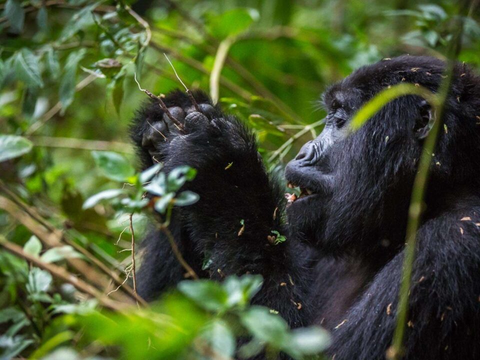 Best Region To Trek Mountain Gorillas - Luxury Uganda Gorilla Safaris from Kigali-Rwanda