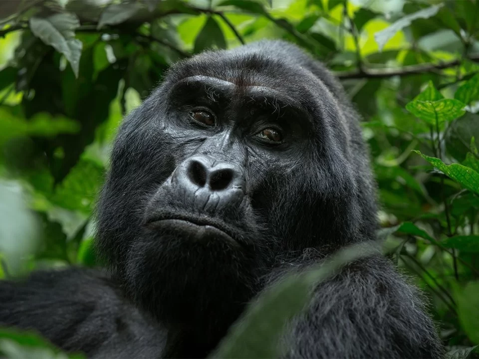 Best Time to Trek Gorillas - Gorilla Highlands Uganda-Gorilla Trekking Trails in Bwindi