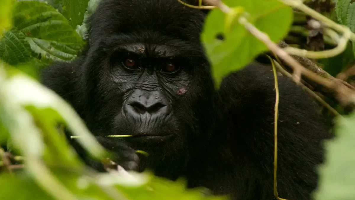 Driving Gorilla Safaris to Bwindi Impenetrable National Park - Gorilla Trekking Uganda from Nairobi Kenya