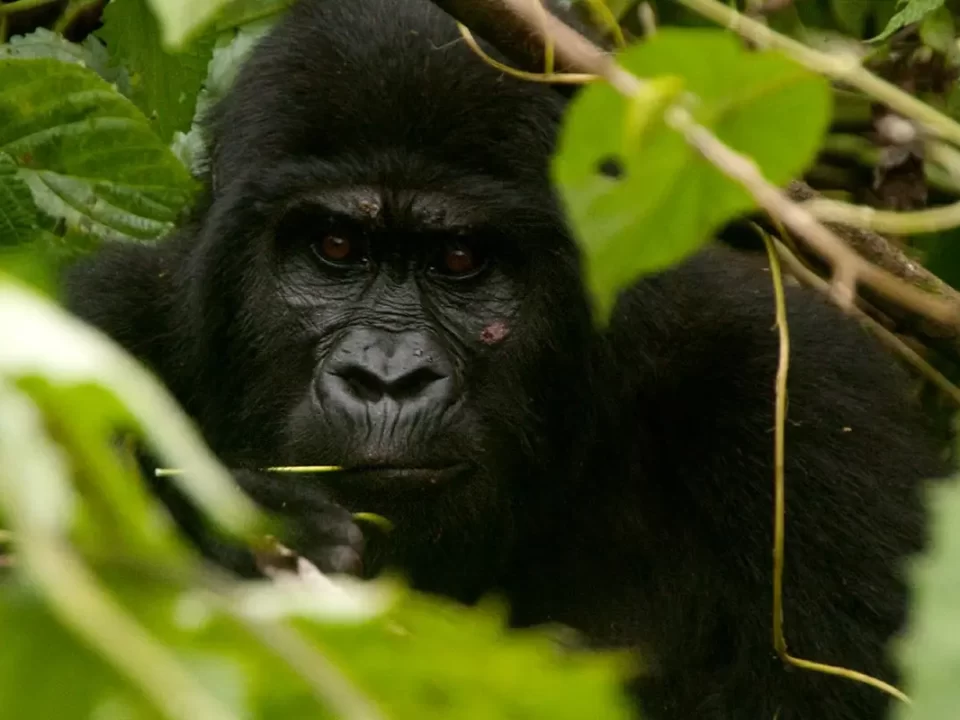 Driving Gorilla Safaris to Bwindi Impenetrable National Park - Gorilla Trekking Uganda from Nairobi Kenya