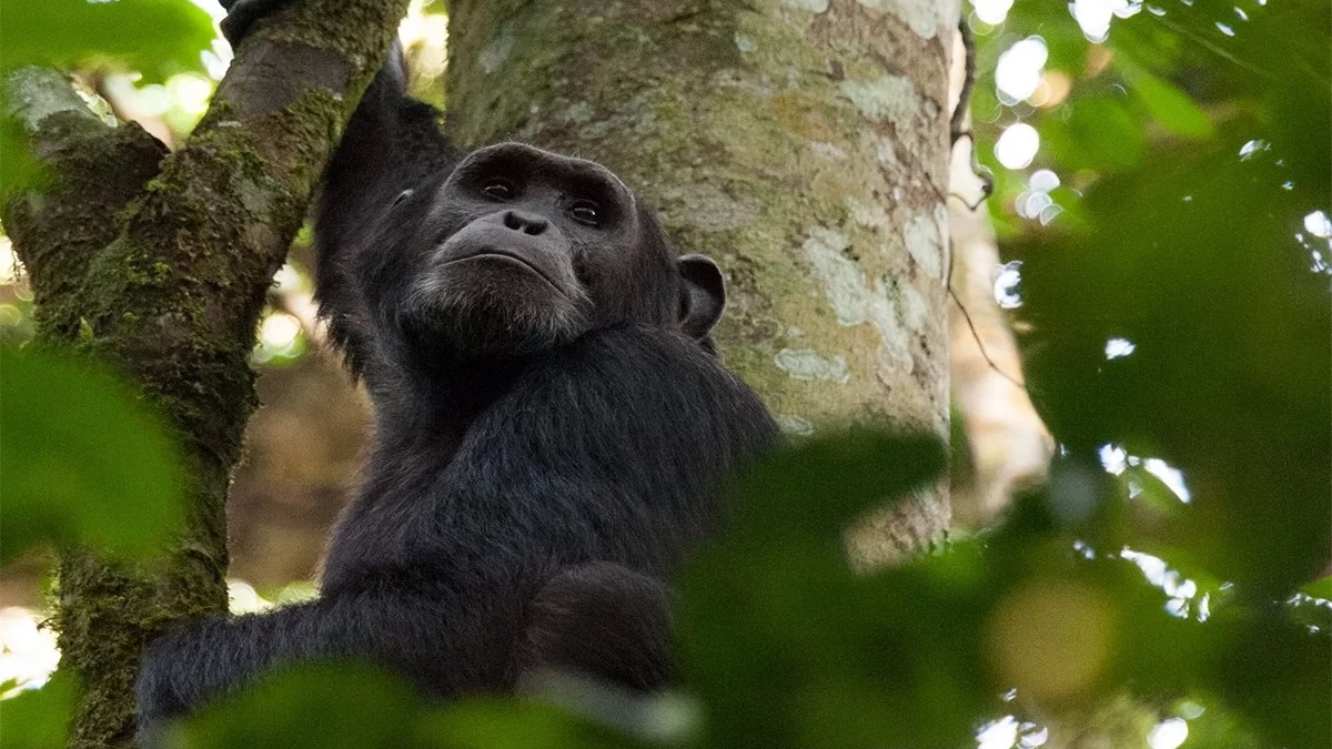 Filming Chimpanzees in Uganda - Popular Places to film Chimpanzees in Uganda