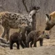Filming Spotted Hyenas in Uganda