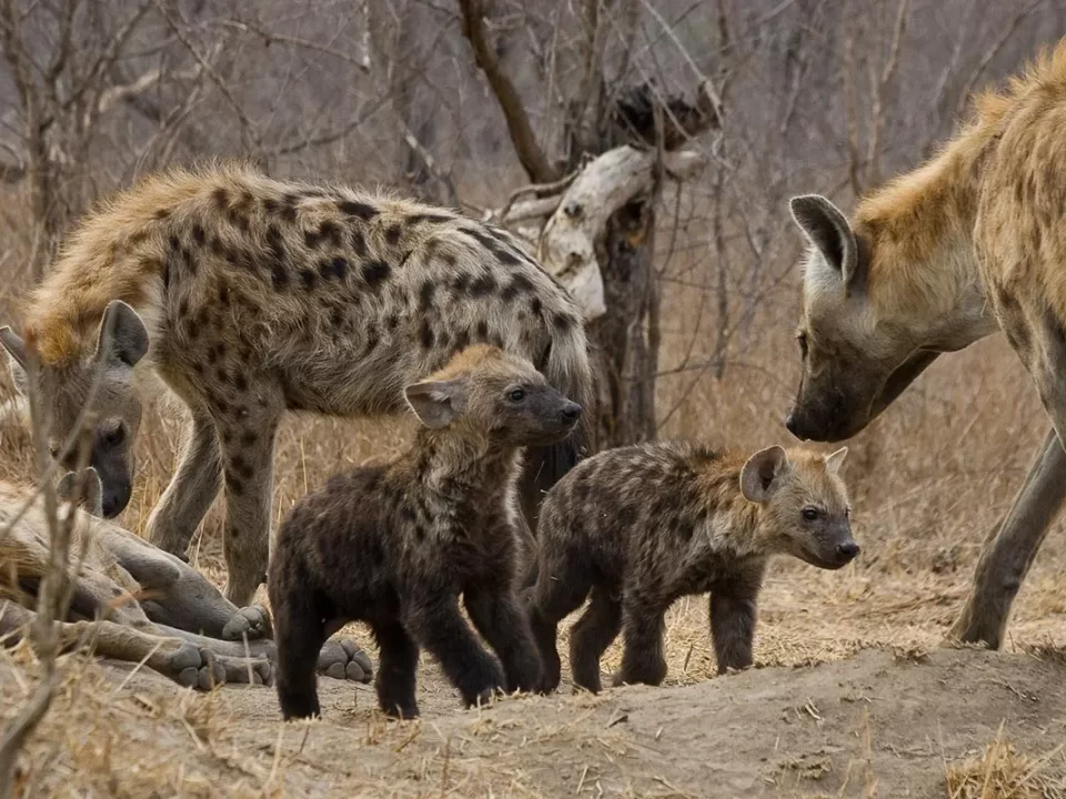 Filming Spotted Hyenas in Uganda