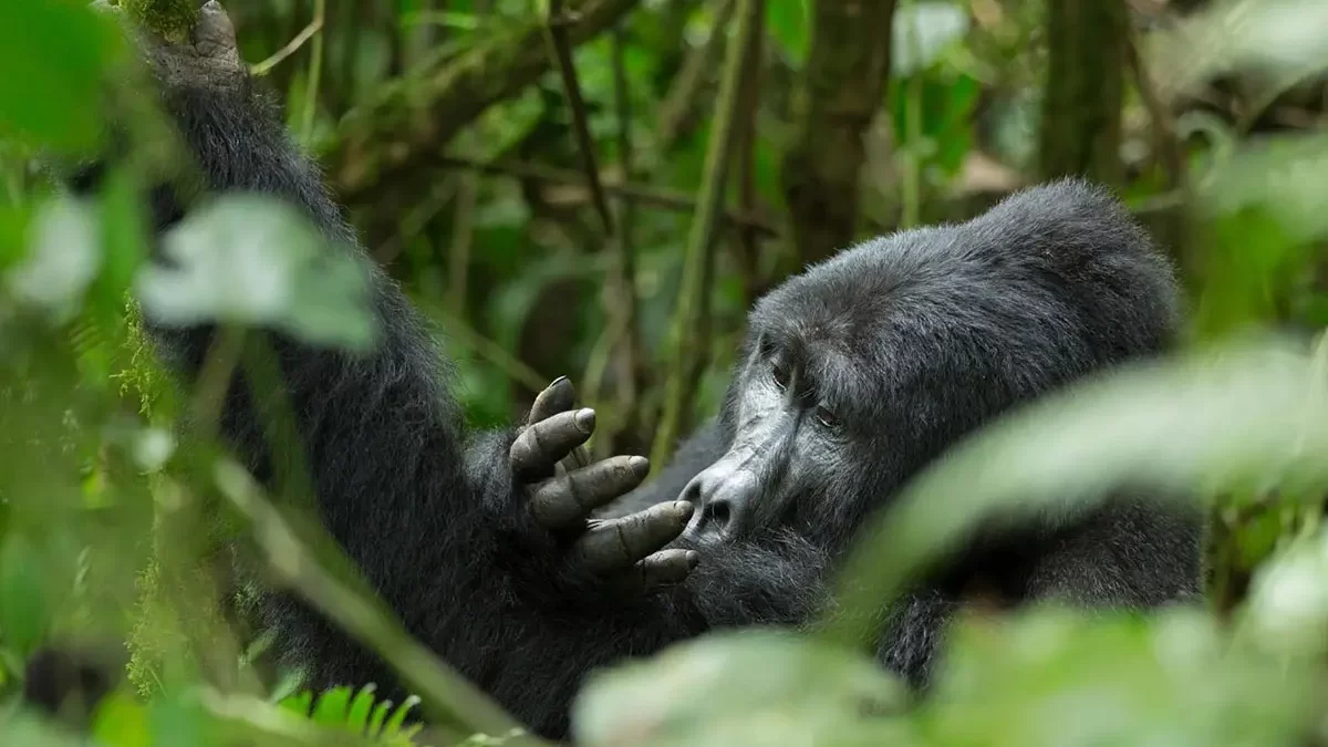 Fly-in vs Driving Gorilla Safaris to Bwindi Impenetrable National Park