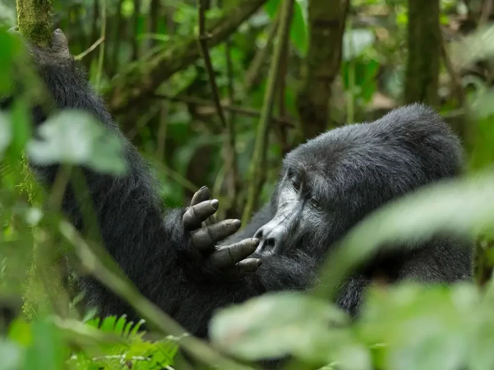 Fly-in vs Driving Gorilla Safaris to Bwindi Impenetrable National Park