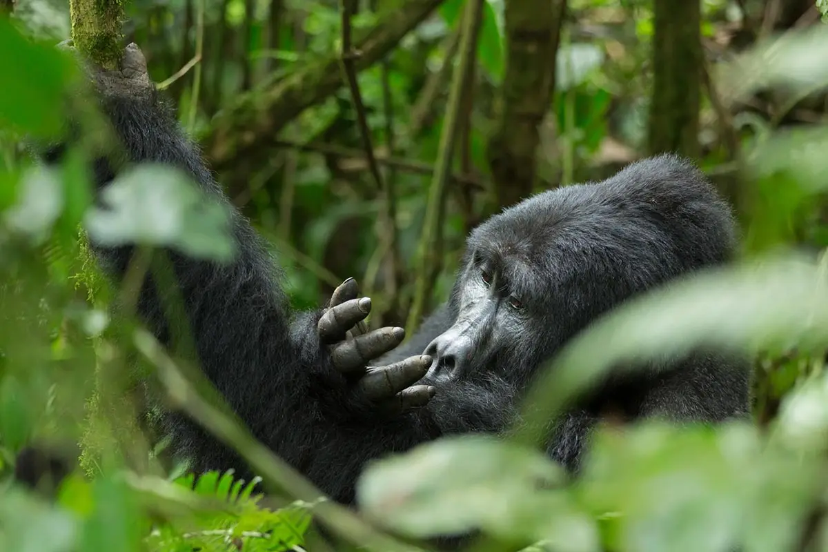 Fly-in vs Driving Gorilla Safaris to Bwindi Impenetrable National Park - Uganda Safari Tours with German-Speaking Guides
