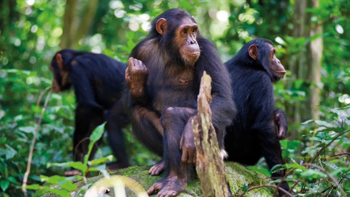 7 Days Rwanda Gorillas, Lake Kivu & Chimpanzee Tracking Safari