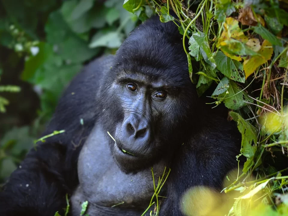 Gorilla Permits Frequently Asked Questions - Gorilla Trekking in March - Best Time to See Gorillas - How Safe is Gorilla Trekking in Uganda and Rwanda