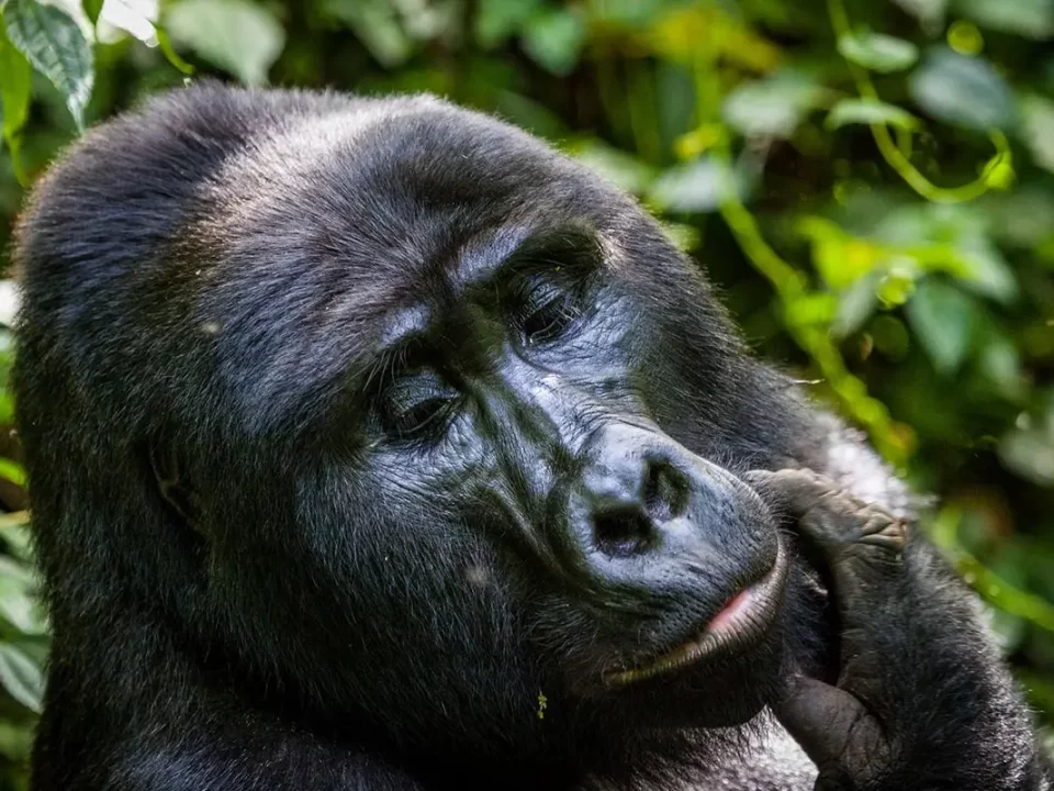 Gorilla Tracking Safari in April