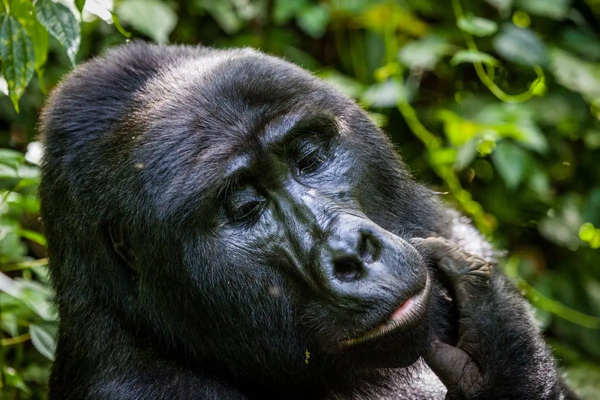 Gorilla Tracking Safari in April