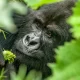 Gorilla Tracking Safari in January - 3-Day Bwindi Gorilla Flying Safari