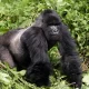 Gorilla Tracking Safari in June