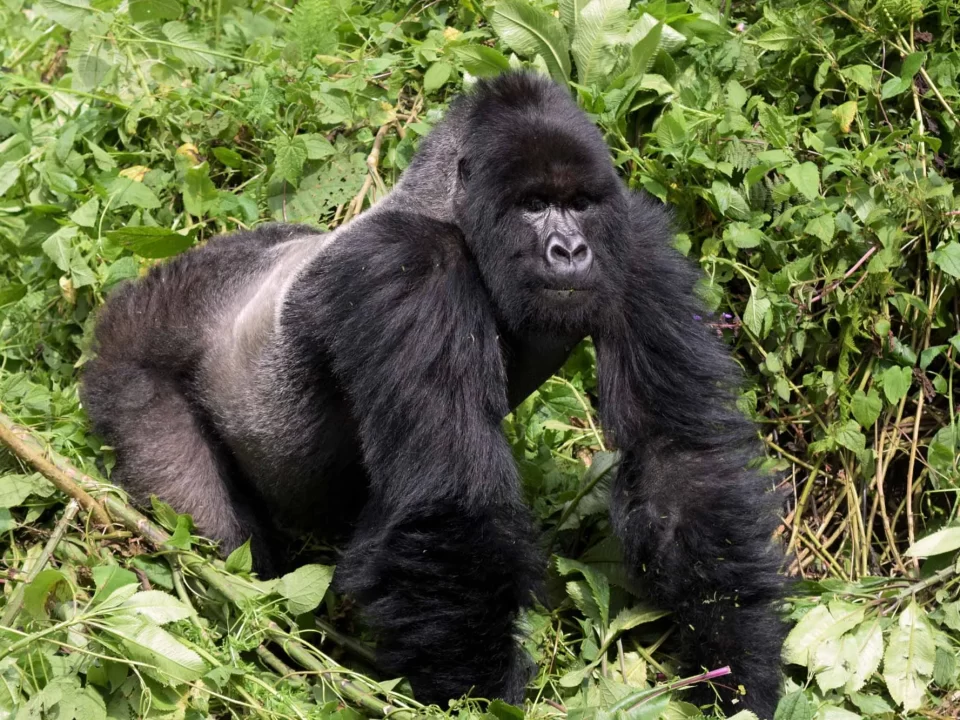 Gorilla Tracking Safari in June