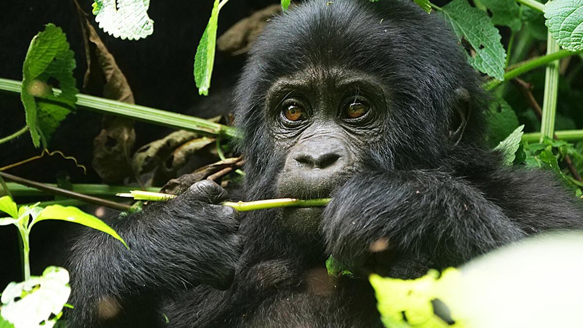 Gorilla Tracking Tours for East African Foreign Residents
