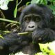 Gorilla Tracking Tours for East African Foreign Residents