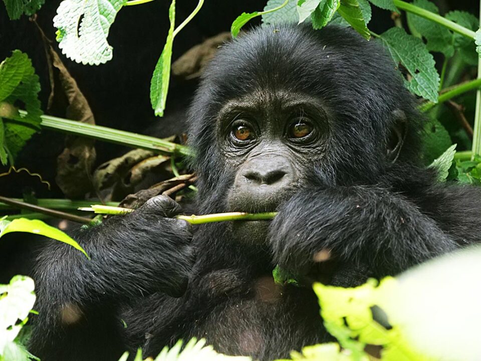 Gorilla Tracking Tours for East African Foreign Residents