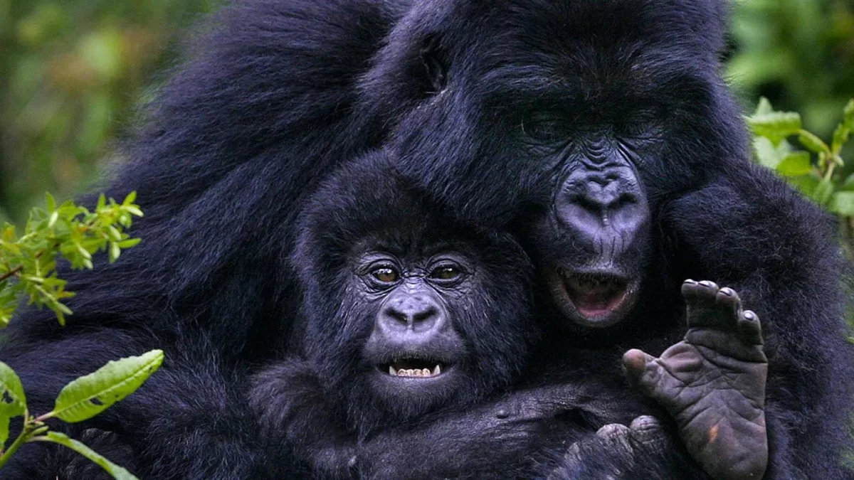 Gorilla Trekking January - Gorilla Trekking in Rainy Season - Wet Season
