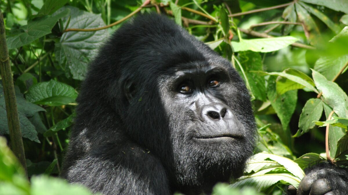 Gorilla Trekking Pack list - Gorilla Tours from Lake Mutanda - Gorilla Trekking in Rainy Season - Wet Season