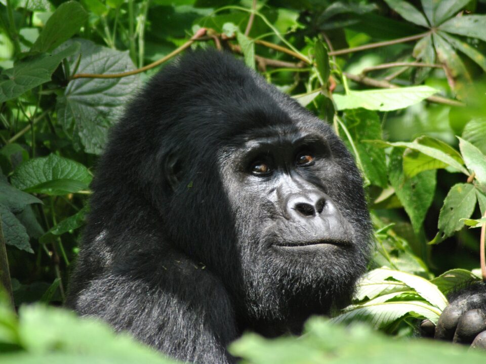 Gorilla Trekking Pack list - Gorilla Tours from Lake Mutanda - Gorilla Trekking in Rainy Season - Wet Season