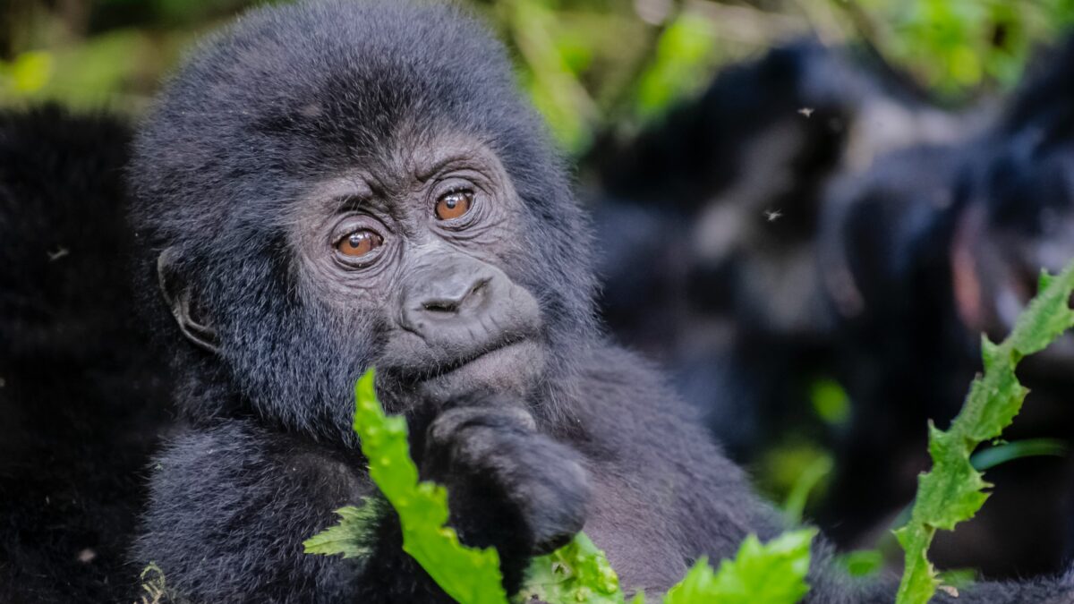 Gorilla Trekking Uganda Difficulty