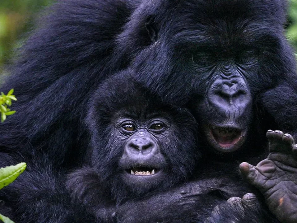 Gorilla Trekking in Low Season