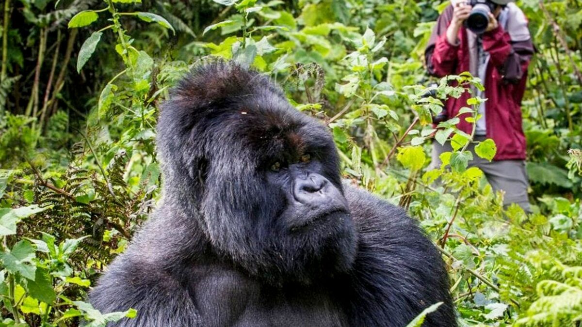 How to Spend More Time with Mountain Gorillas?