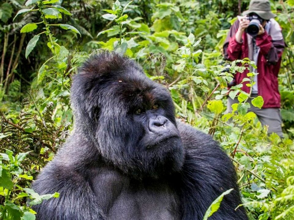 How to Spend More Time with Mountain Gorillas?