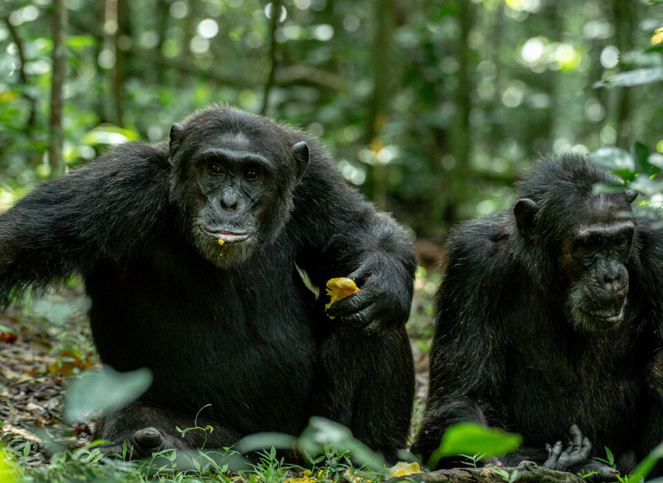 Uganda Wildlife Safari Destinations - Chimpanzee Tracking in Kibale Forest - Uganda Luxury Chimpanzee Trekking Safaris