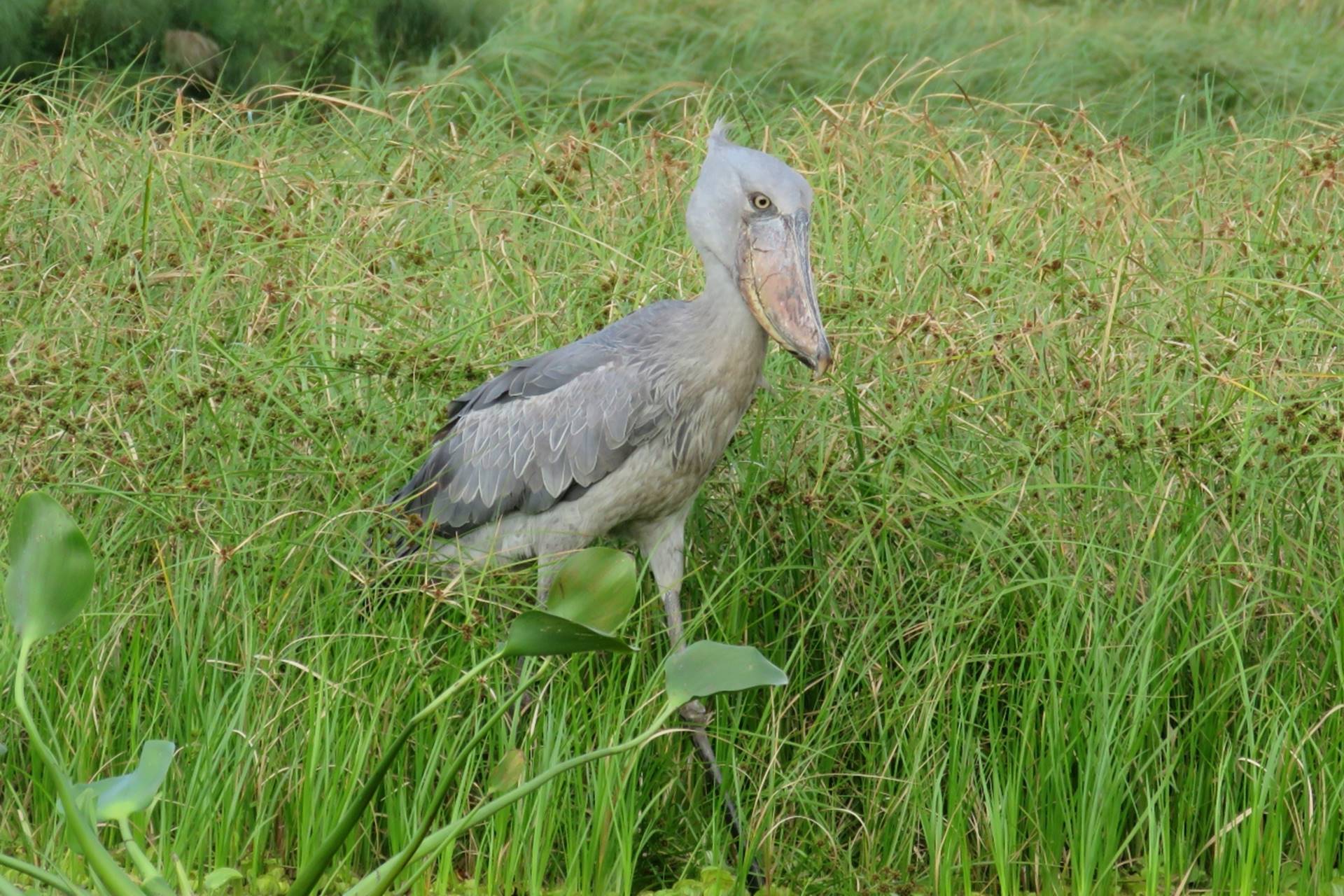 Mabamba Bay Swamp in Uganda - Top Things to Do in Entebbe, Uganda