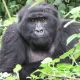Mgahinga Gorilla Permits