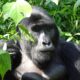 Mgahinga Gorilla Tracking Rules and Regulations