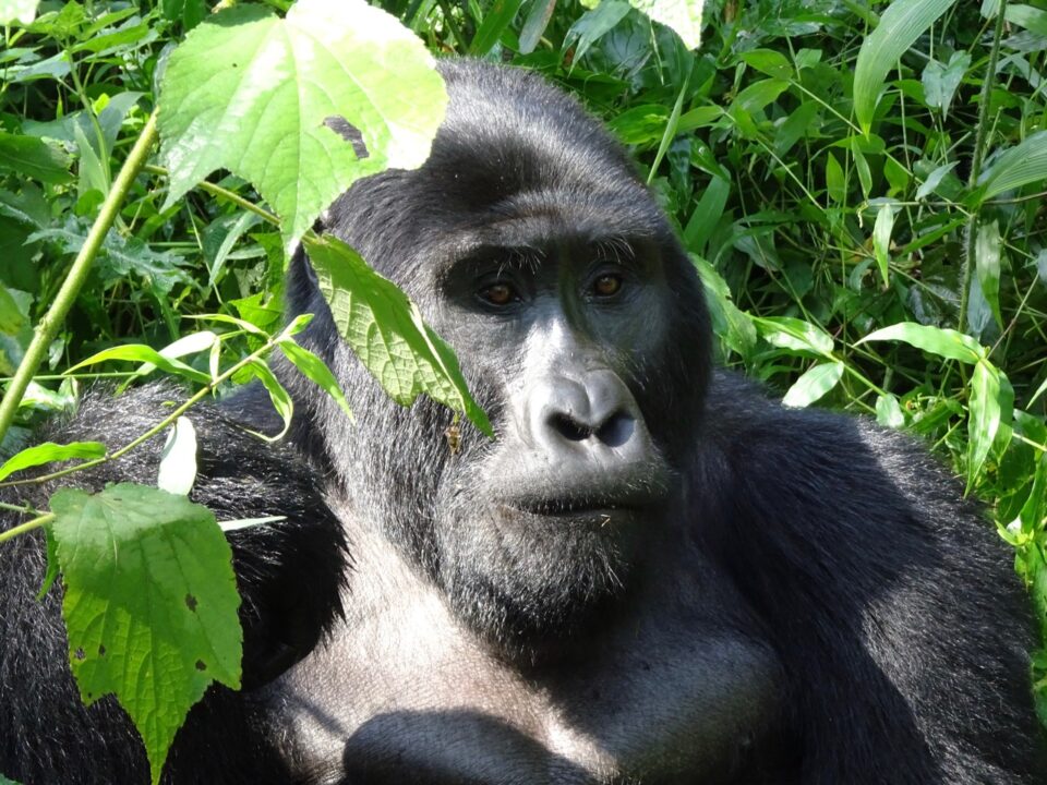 Mgahinga Gorilla Tracking Rules and Regulations