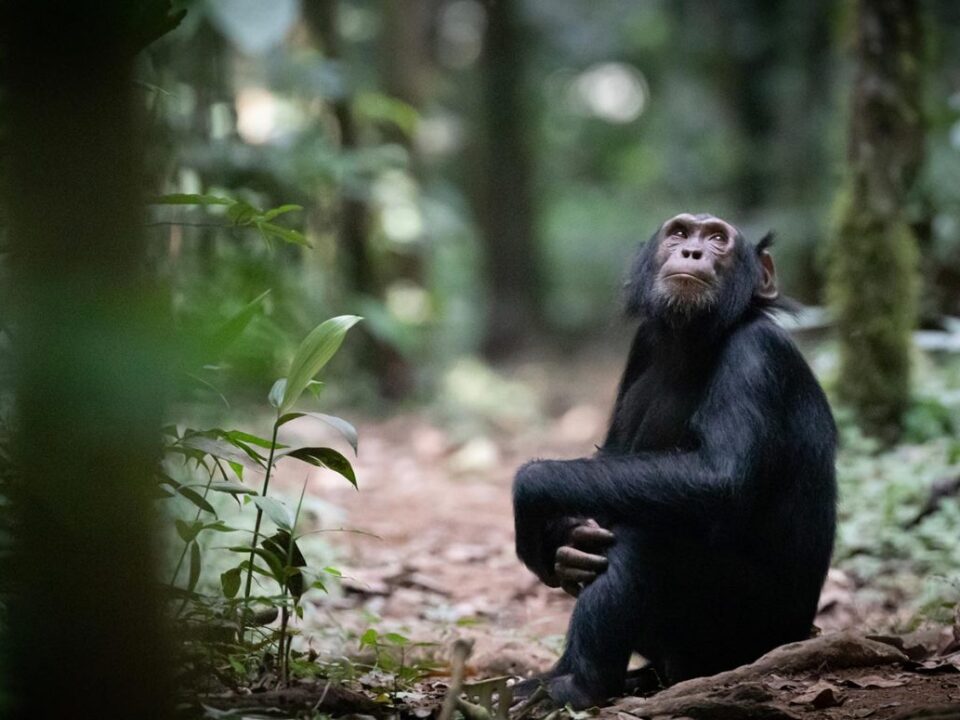 Murchison falls Chimpanzee Tracking