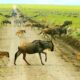 Ndutu Wildebeest Calving Season in Tanzania