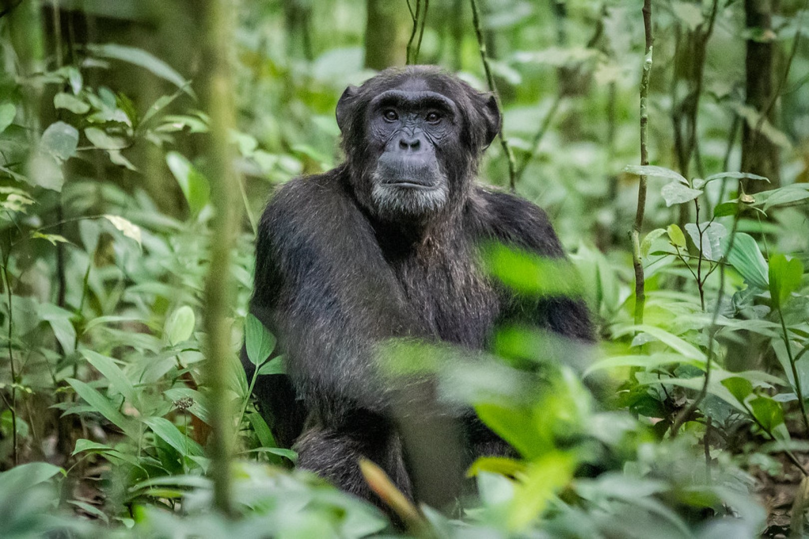 Primate Capital of the World