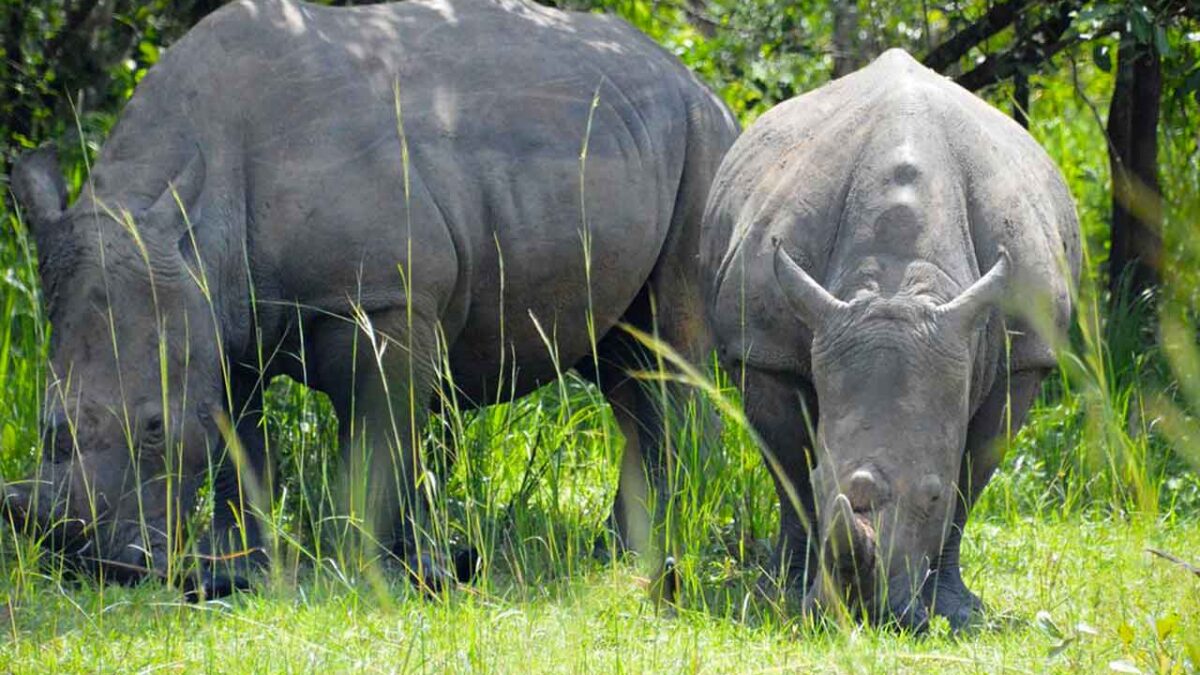 Rhino Tracking with Murchison falls Safari