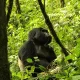 Ruhija Gorillas & Gorilla Permits