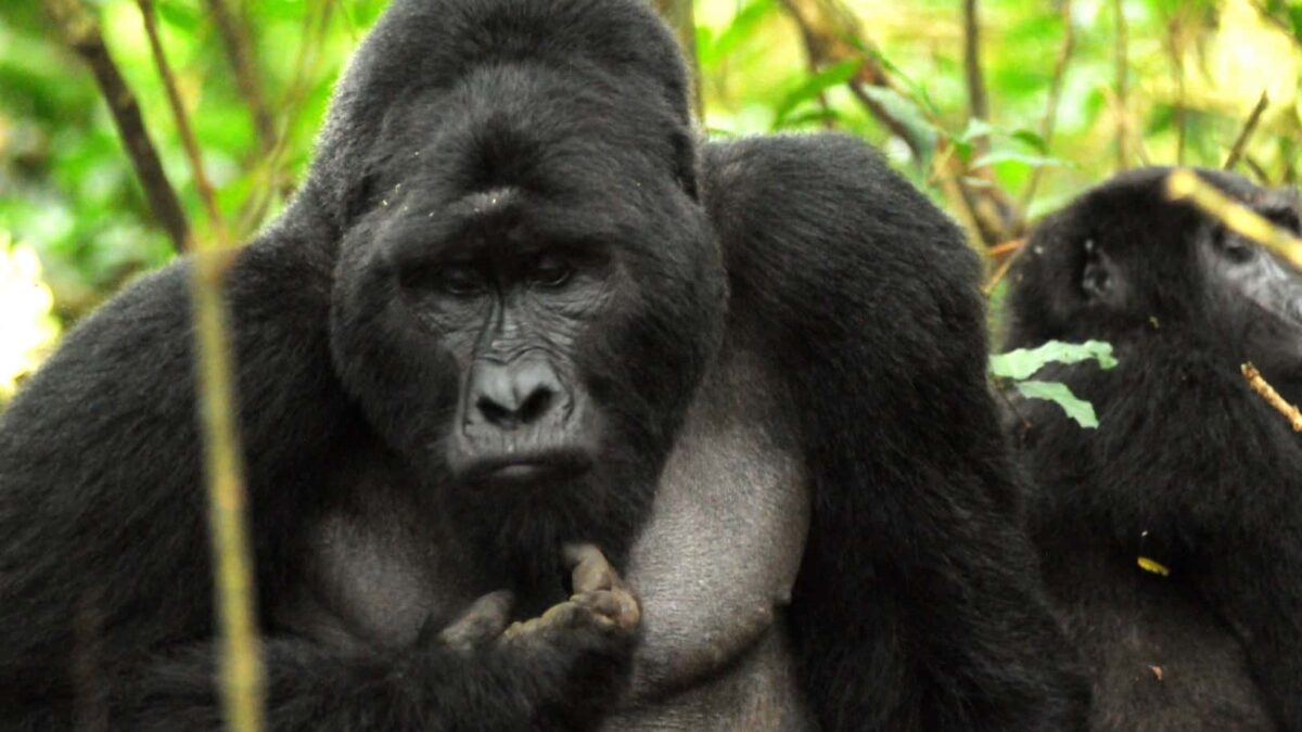 Rushaga Gorillas & Gorilla Permits